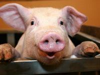 Вчені оживили органи свині за годину після смерті. Що значить це відкриття для медицини